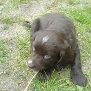 Engelsk springer spaniel Rex
