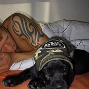 Cane corso Troja