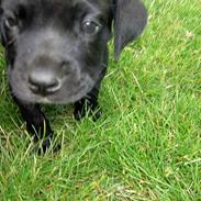 Cane corso Troja
