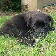 Cane corso Troja