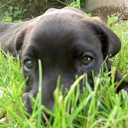 Cane corso Troja