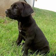 Cane corso Troja