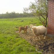 Blanding af racer Lucca