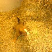 Blanding af racer Lucca