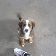 Blanding af racer Lucca