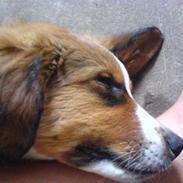 Blanding af racer Lucca