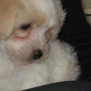 Coton de tulear Hjalte
