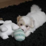Coton de tulear Hjalte