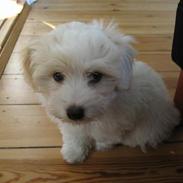 Coton de tulear Hjalte