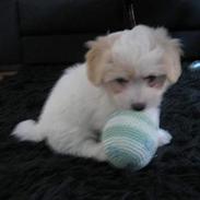 Coton de tulear Hjalte