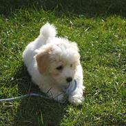 Coton de tulear Hjalte