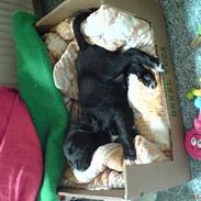 Blanding af racer Samson