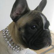 Fransk bulldog Alma Rosina