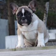 Fransk bulldog Alma Rosina