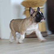 Fransk bulldog Alma Rosina