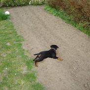 Rottweiler Laika