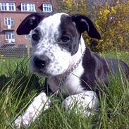 Amerikansk staffordshire terrier Tika