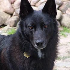 Blanding af racer Blackie