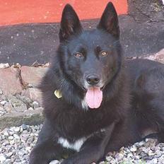 Blanding af racer Blackie