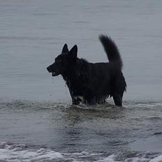 Blanding af racer Blackie