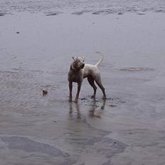 Amerikansk bulldog Luna