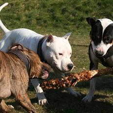 Amerikansk staffordshire terrier Clinton