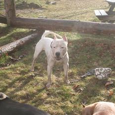 Amerikansk staffordshire terrier Clinton