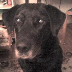 Blanding af racer Fie ~min himmelhund~