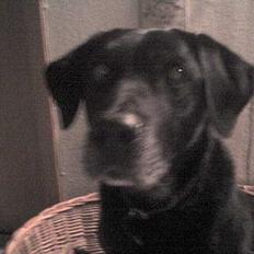 Blanding af racer Fie ~min himmelhund~