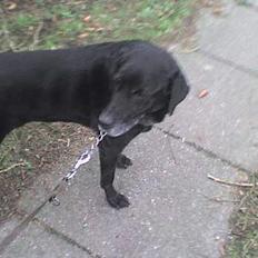 Blanding af racer Fie ~min himmelhund~