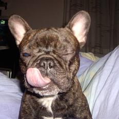 Fransk bulldog Debi *død*