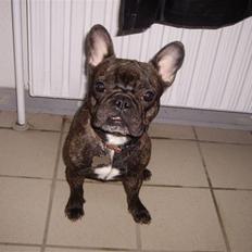 Fransk bulldog Debi *død*