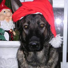 Schæferhund Hedegård's Honney