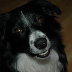 Border collie Jesse James