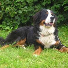 Berner sennenhund Bella (død) R.I.P.