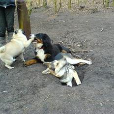 Berner sennenhund Bella (død) R.I.P.