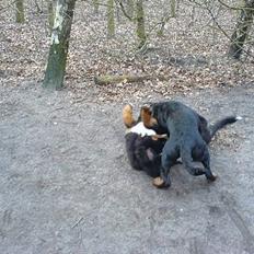 Berner sennenhund Bella (død) R.I.P.