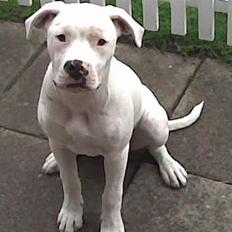 Amerikansk bulldog | Shadi |