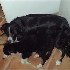 Border collie Jesse James