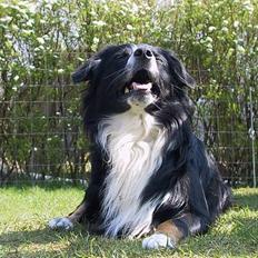 Border collie Jesse James