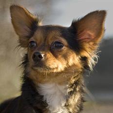 Blanding af racer Bella - Himmelhund...<3