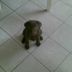 Labrador retriever <3Ganto<3 *Død*