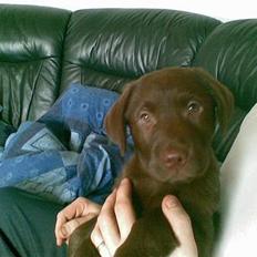 Labrador retriever <3Ganto<3 *Død*