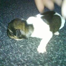 Dansk svensk gaardhund Tumle