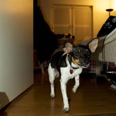 Dansk svensk gaardhund Tumle