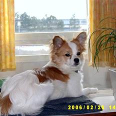 Blanding af racer simba