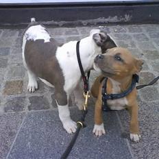 Amerikansk staffordshire terrier Kovu