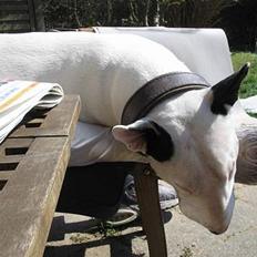 Bullterrier anton R.I.P 08