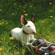 Bullterrier anton R.I.P 08