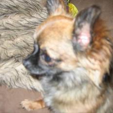 Chihuahua diva - sussi